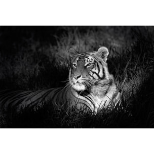 Tableau tigre Tableau plexiglas