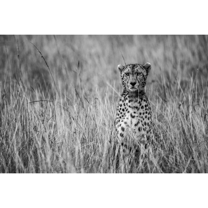 Tableau animaux Cheetah Tableau alu Dibond