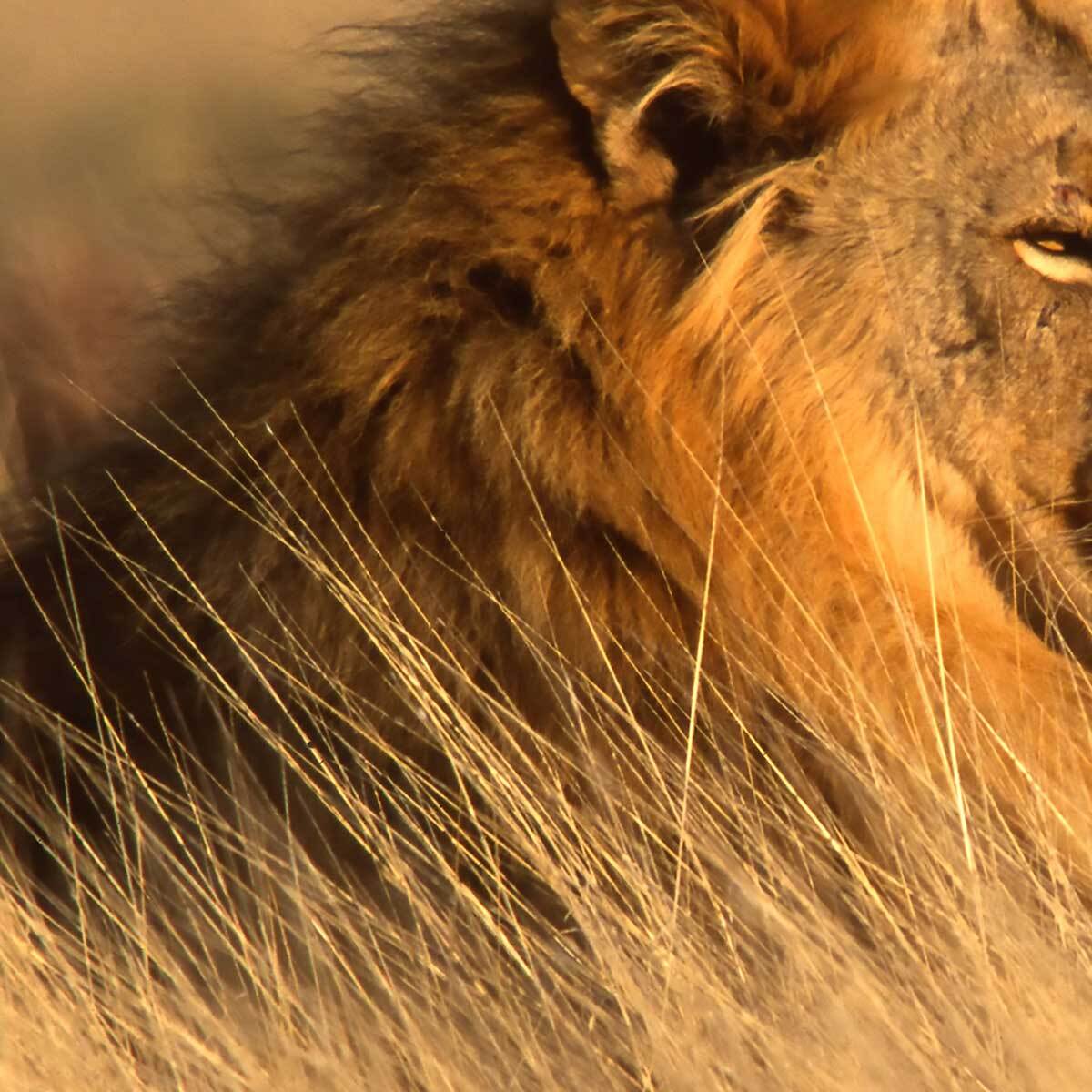 Tableau lion majestueux dans la savane dorée Toile imprimée