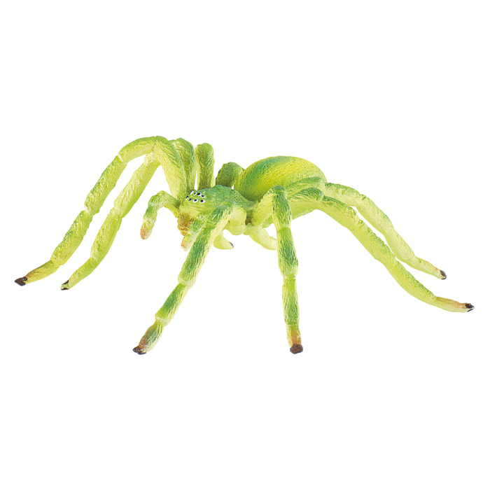 Ragni e Rettili/Ragno verde dei campi