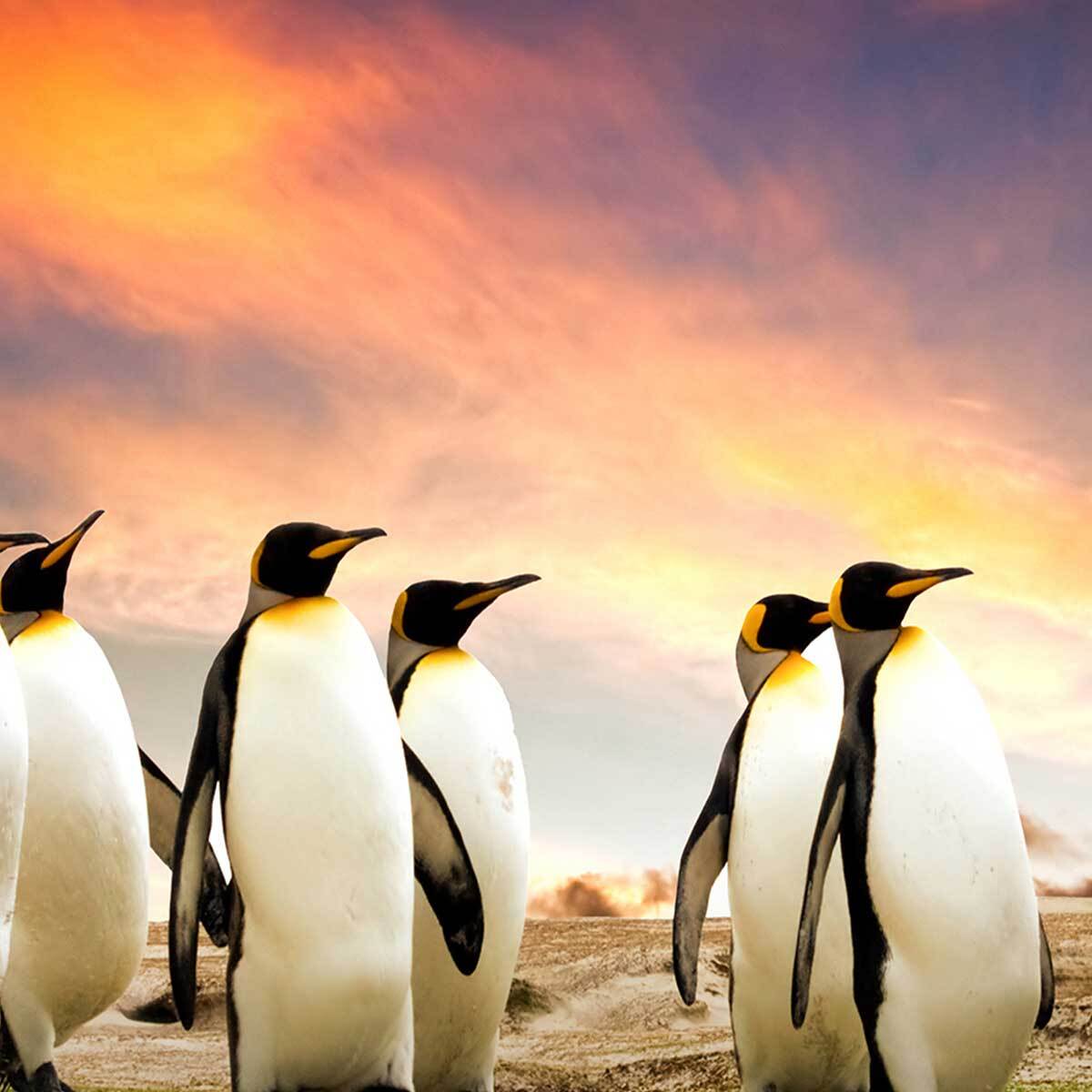 Affiche encadrée manchots paysage naturel Affiche + cadre en métal - Noir