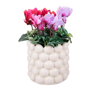 Cachepot Con Bolle - Pezzi 3 - 16X15,7X16cm - Colore Crema - Bianchi Dino -