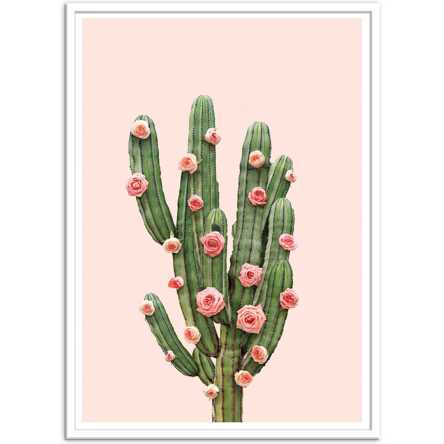 Affiche - Cactus and Roses - Paul Fuentes