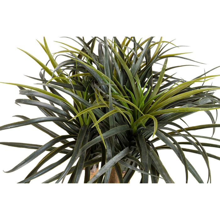 Planta Nolina Recurvata Con Maceta 60x60x75 Cm