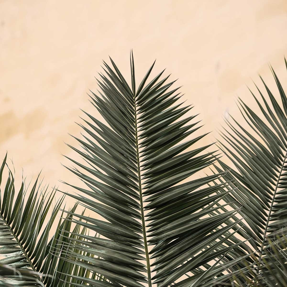 Poster sandy palme Affiche + cadre en bois - Chêne