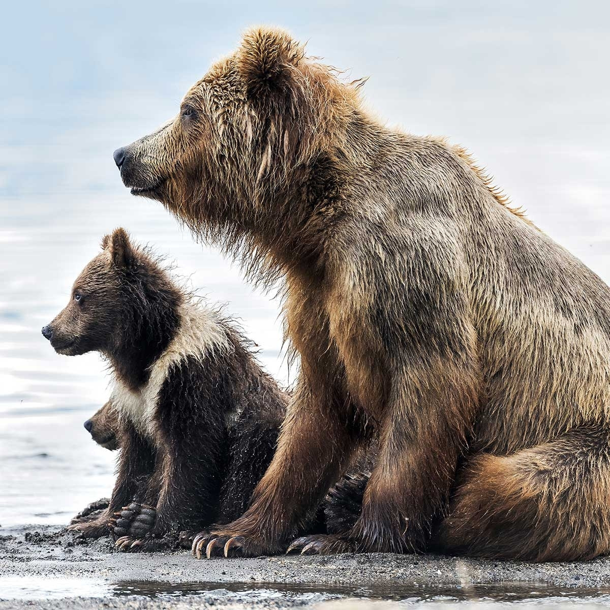 Tableau animaux profile Family Tableau alu Dibond