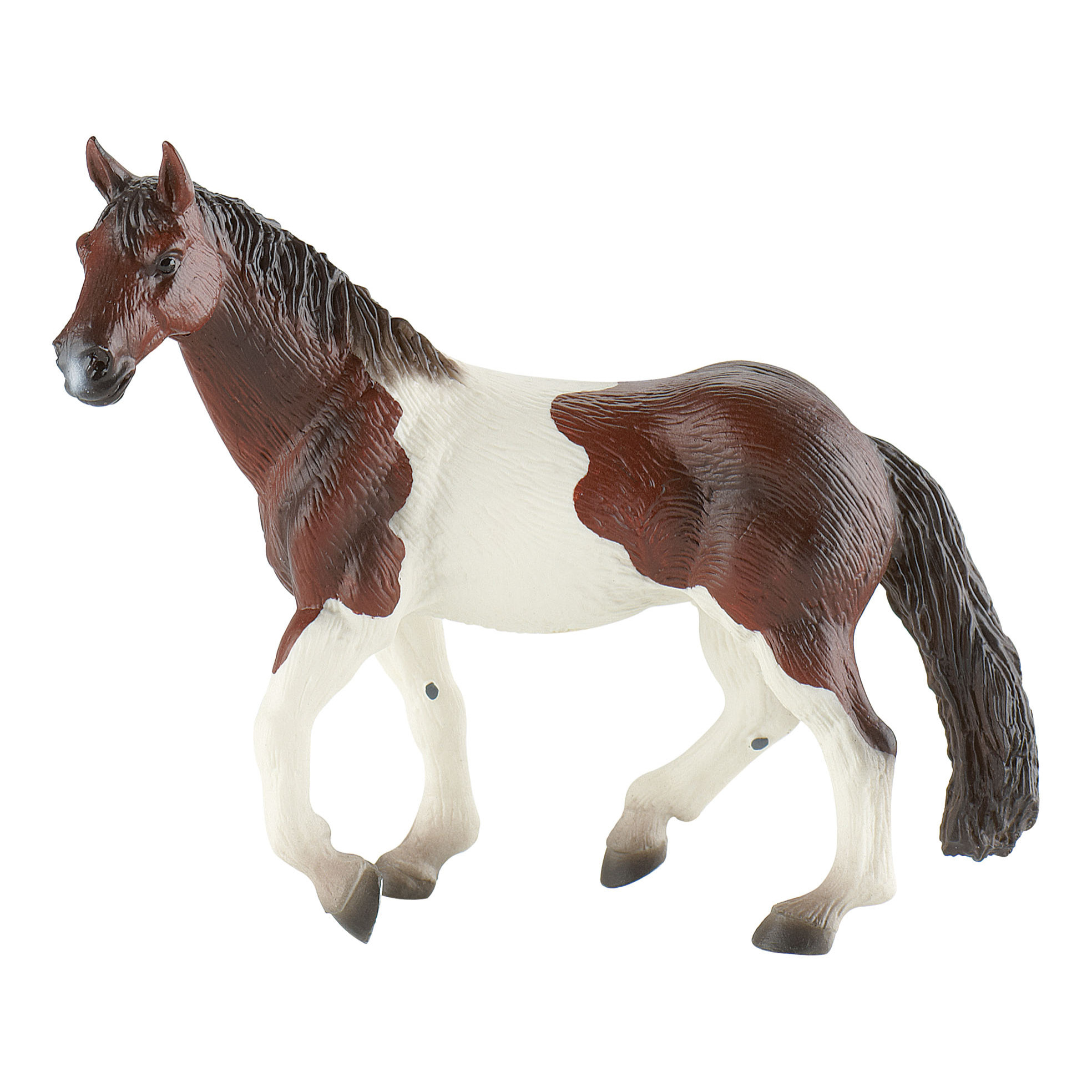 Cavalli/Paint Horse
