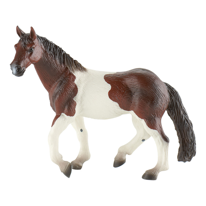 Cavalli/Paint Horse