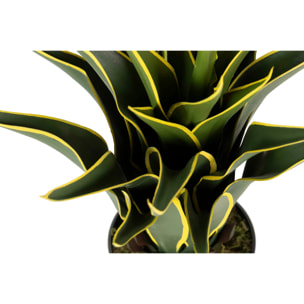 Planta Agave Atenuata 50x50x60 Cm