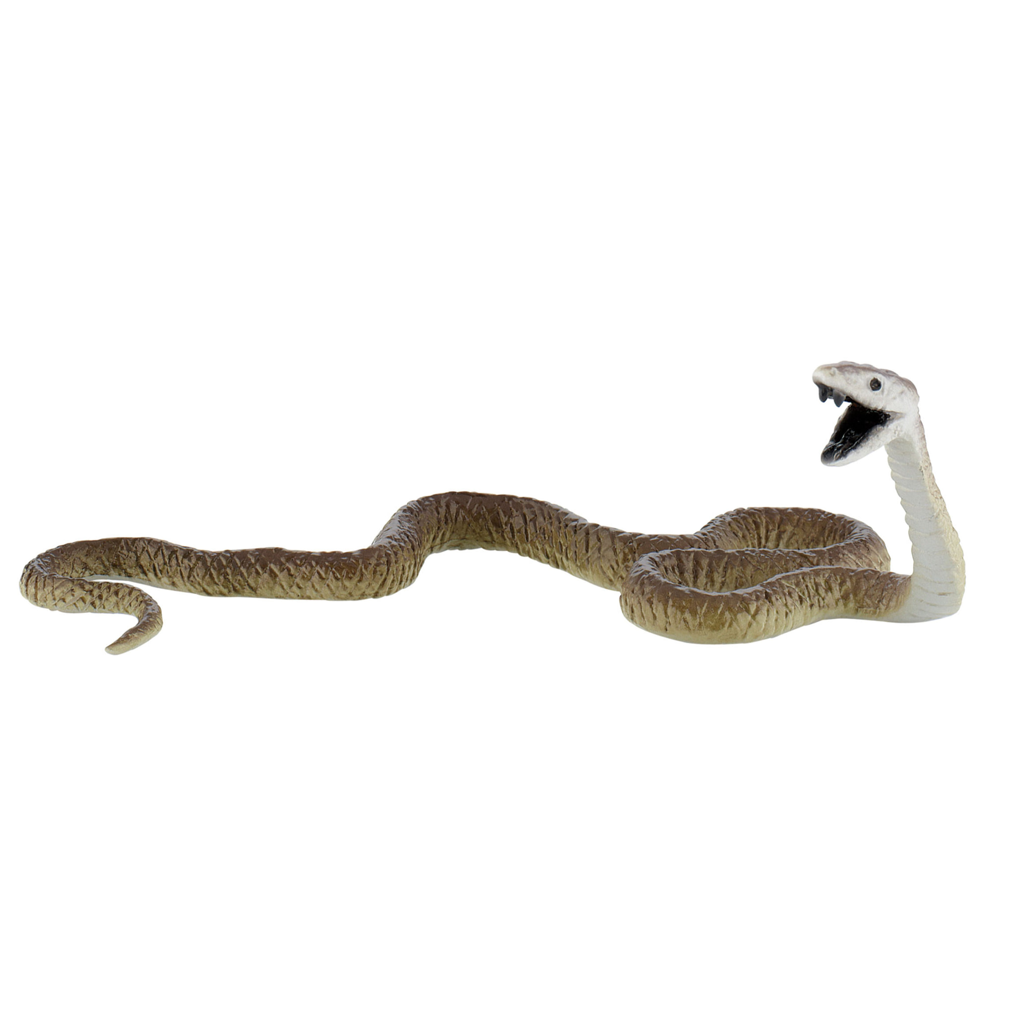 Ragni e Rettili/Black Mamba