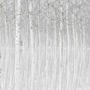 Affiche nature perspective trees Affiche sous cadre bois