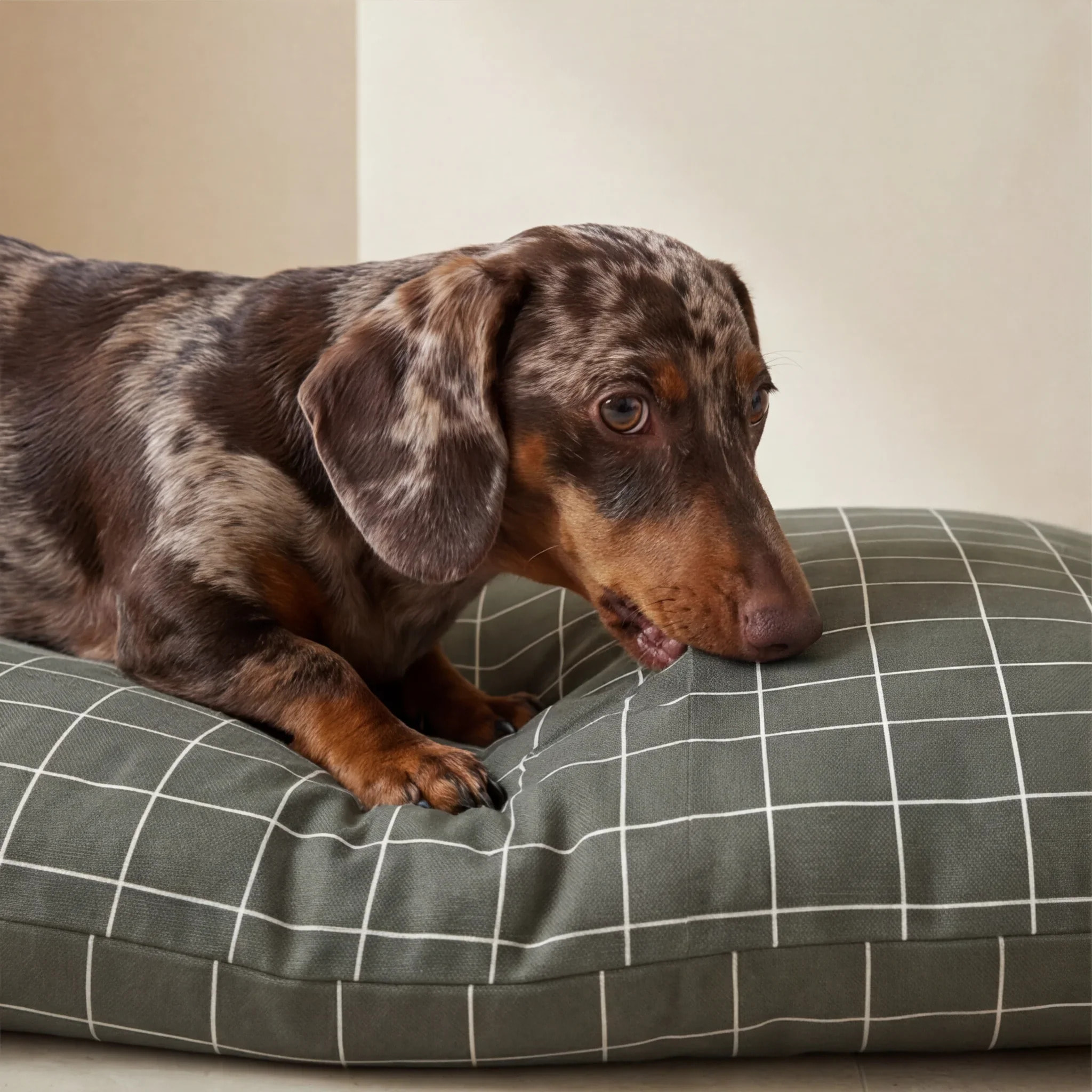 Housse antitaches pour lit pour animal Pumba Vert