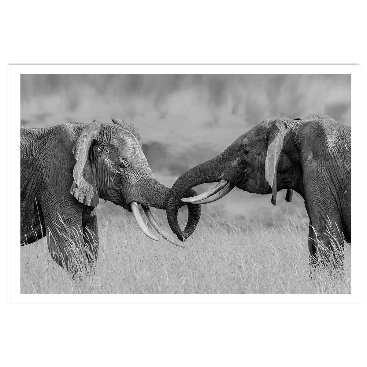 Affiche éléphant ...qui es tu? Affiche seule