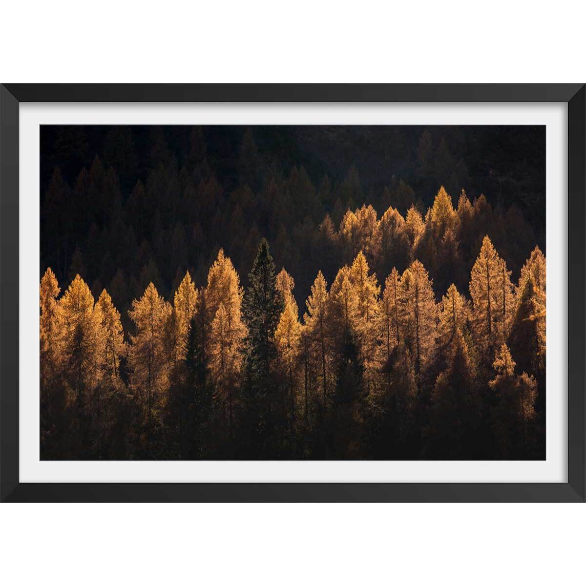 Affiche mélèzes d' automne Affiche + cadre en bois - Noir