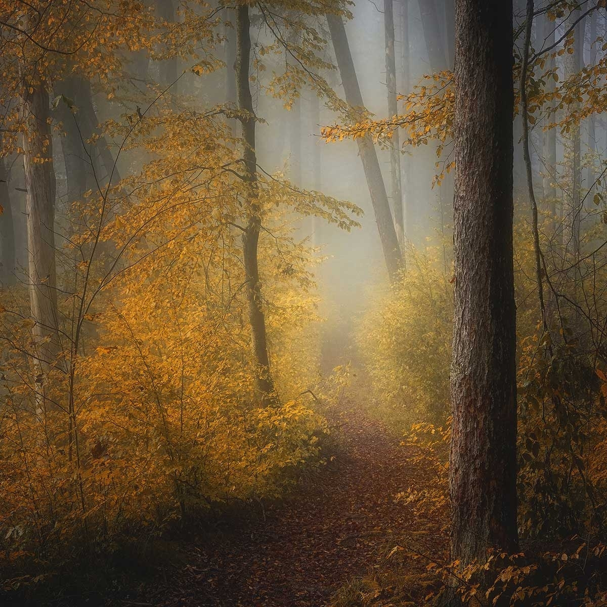 Affiche l'arbre et l'automne rouge Affiche + cadre en bois - Noir