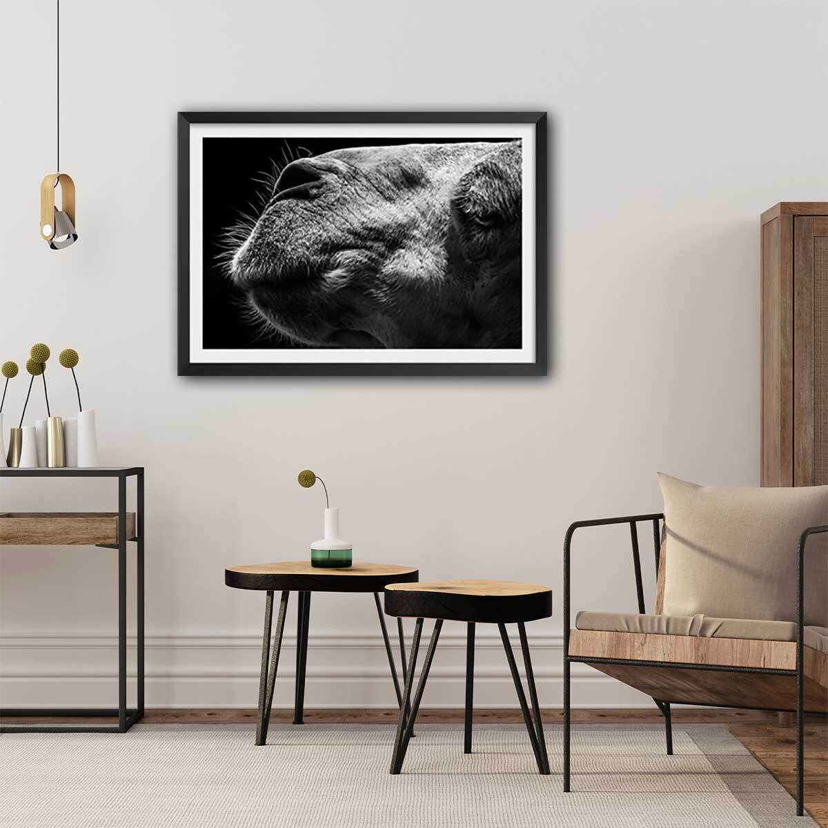 Poster animaux Portrait de chameau Affiche seule