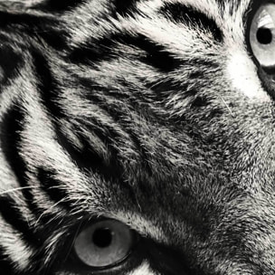 Affiche encadrée tigre noir et blanc Affiche + cadre en métal - Noir