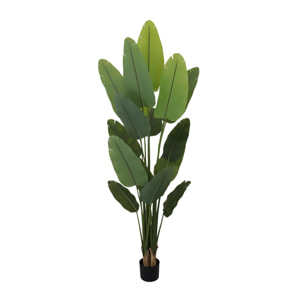 Sterlizia real touch con vaso - Pezzi 1 - Colore: Verde - 110xH260x110cm - Bianchi Dino