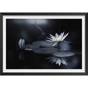 Affiche fleurs Alba nénuphar Affiche + cadre en bois - Noir