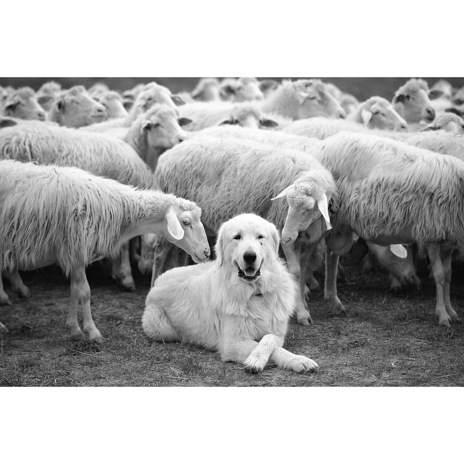 Tableau paysage chien de berger  Tableau alu Dibond