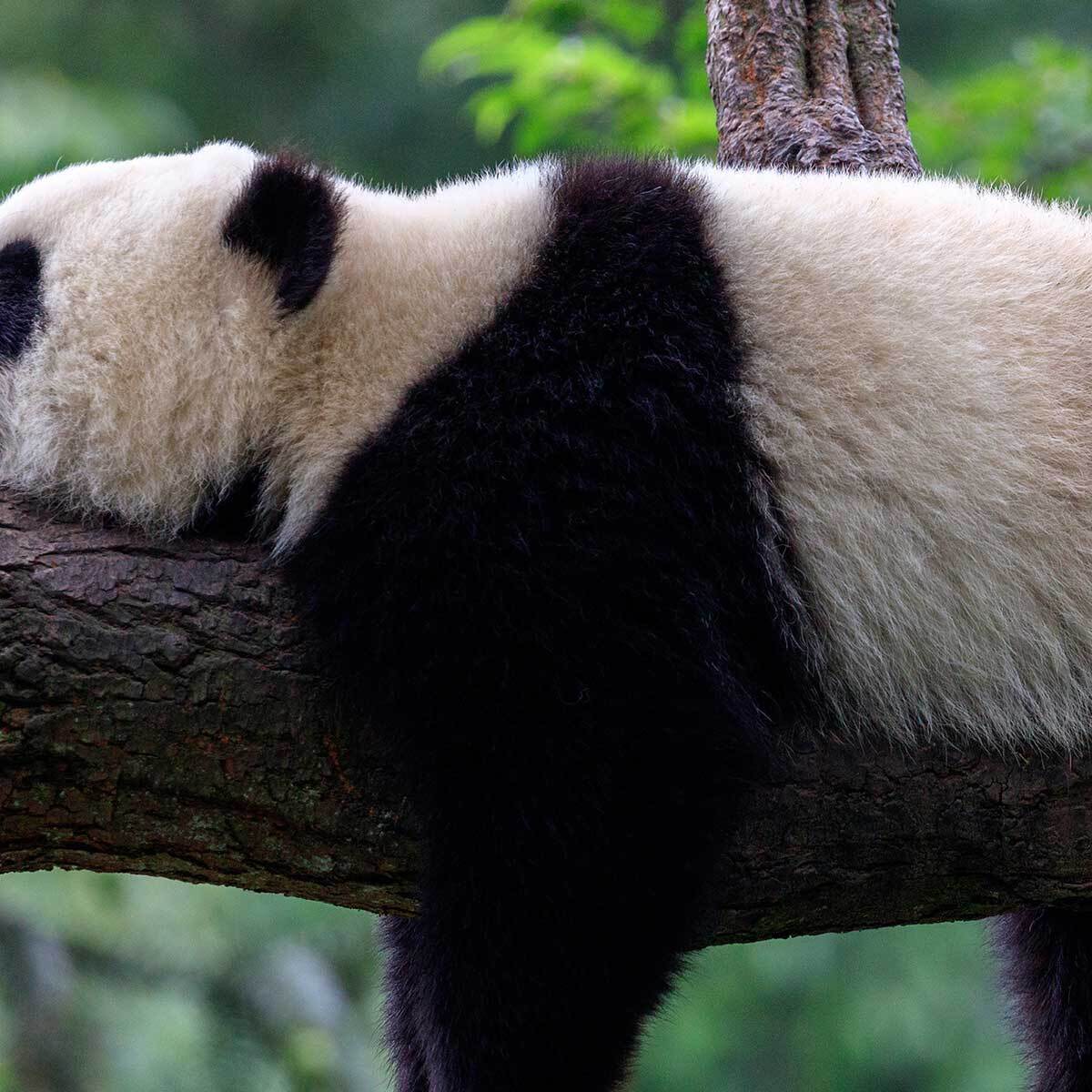 Tableau panda reposant dans la forêt Toile imprimée