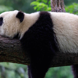 Tableau panda reposant dans la forêt Toile imprimée