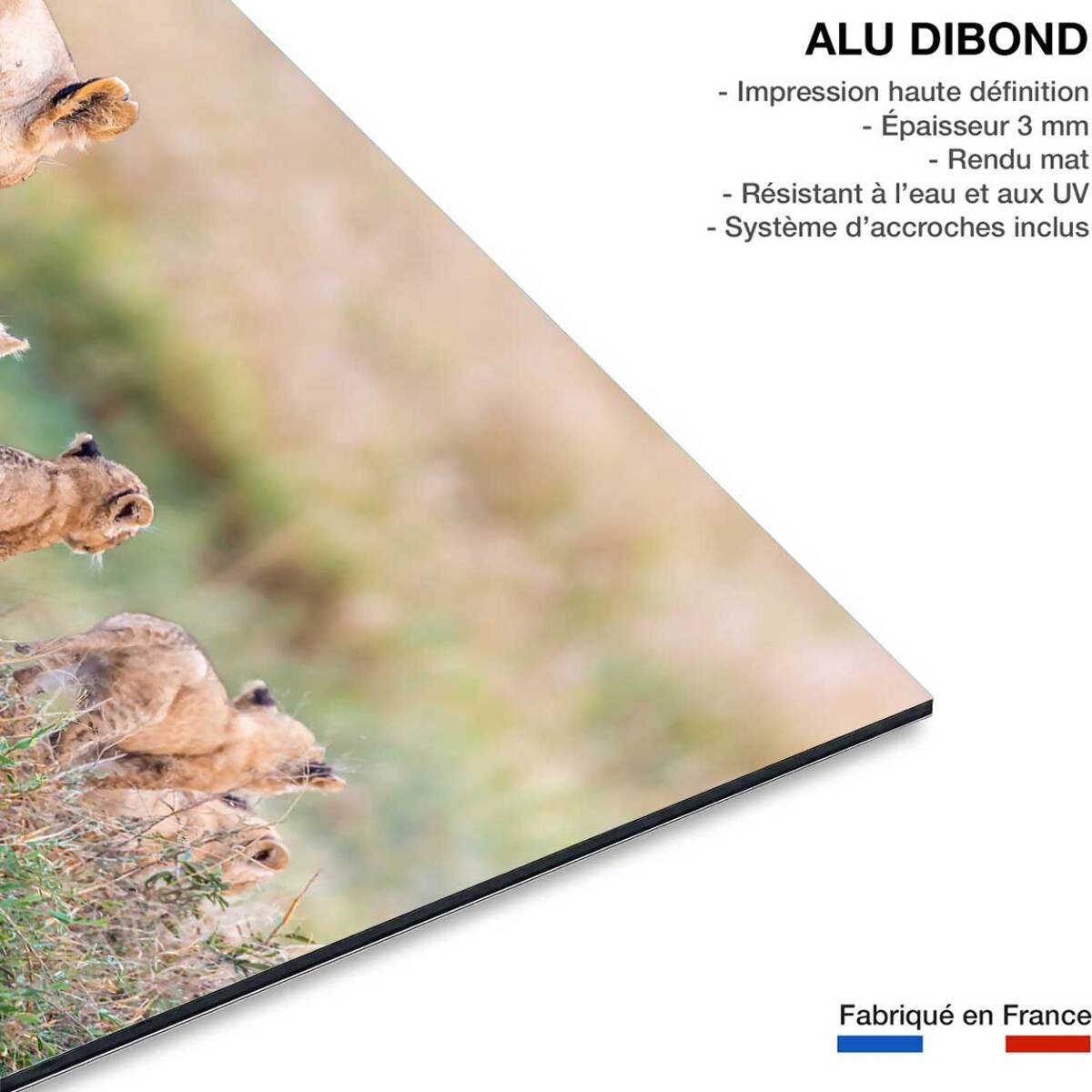 Tableau animaux let's go mom Tableau alu Dibond