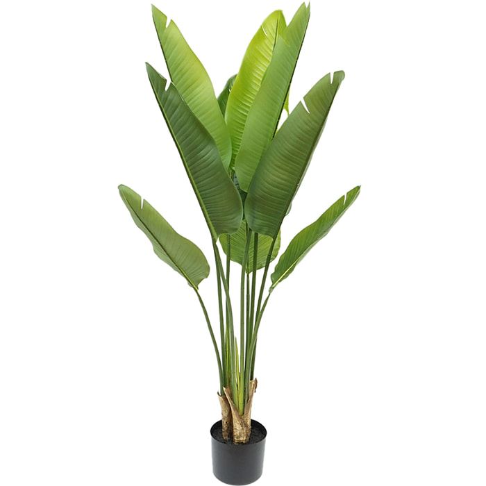 Real touch sterlizia - Pezzi 1 - Colore: Verde - Bianchi Dino