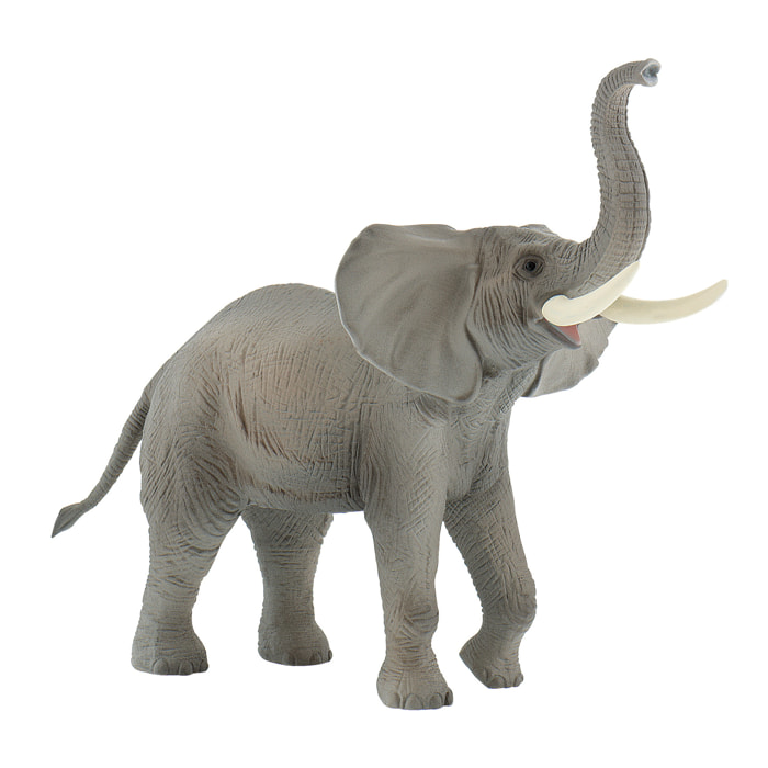 Safari/Elefante Africano