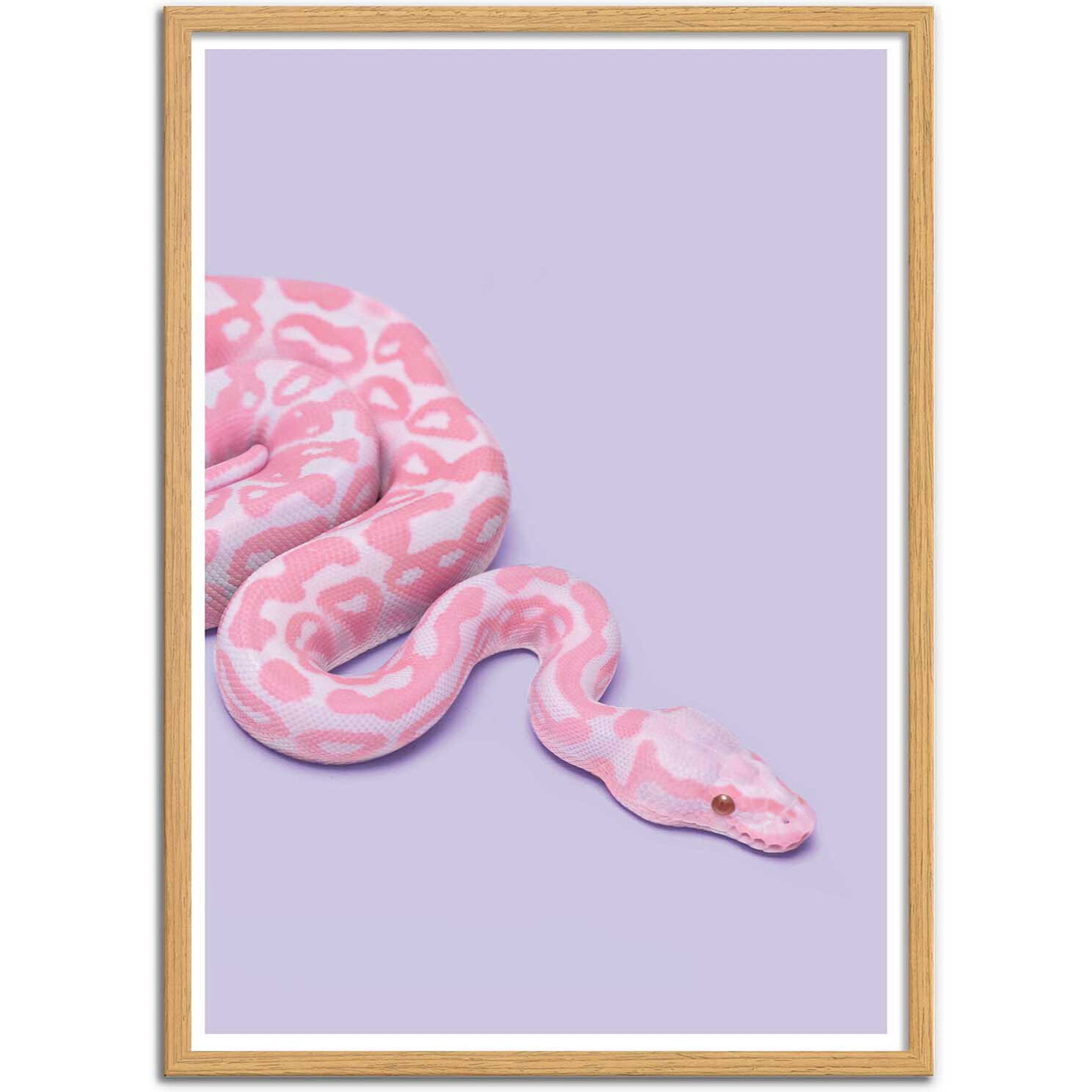 Affiche - Pink Snake - Paul Fuentes