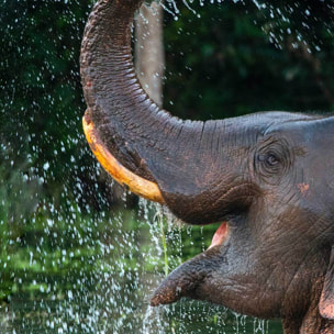 Tableau éléphant sauvage éclaboussures d’eau tropicales Toile imprimée