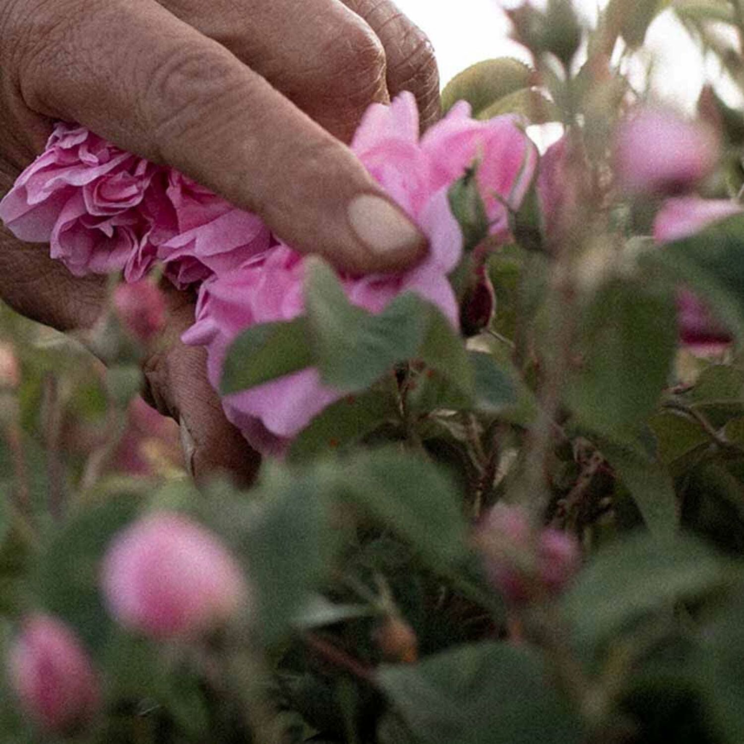 Huile de Soin Rose  - Soin Hydratant Corps 75 ml