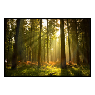 Affiche encadrée forêt baignée de lumière dorée Affiche + cadre en métal - Noir