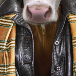 Affiche encadrée vache stylée avec veste et écharpe Affiche + cadre en métal - Noir