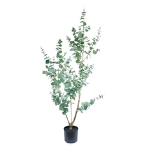 Eucalyptus con vaso - Pezzi 1 - Colore: Verde - 45xH180x20cm - Bianchi Dino