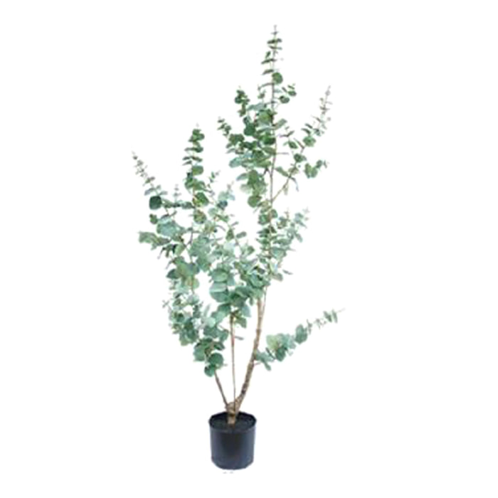 Eucalyptus con vaso - Pezzi 1 - Colore: Verde - 45xH180x20cm - Bianchi Dino