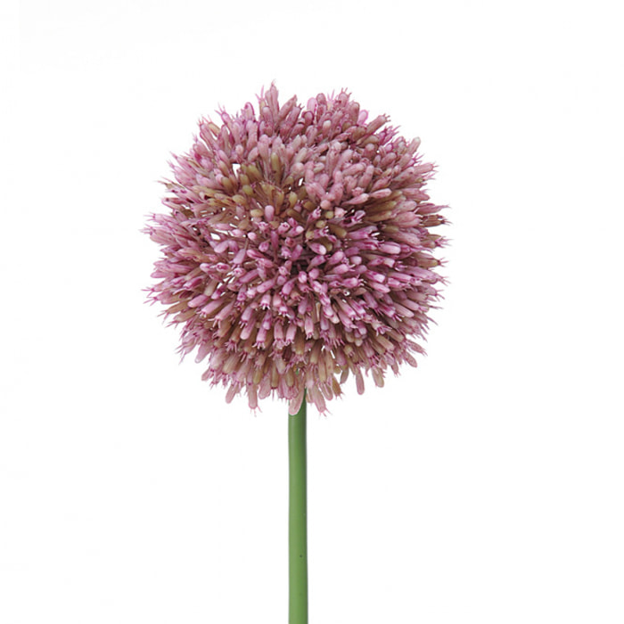 Fiore Di Allium. Altezza 66 Cm - Pezzi 6 - 6X66X6cm - Colore: Altro - Bianchi Dino - Fiori Artificiali