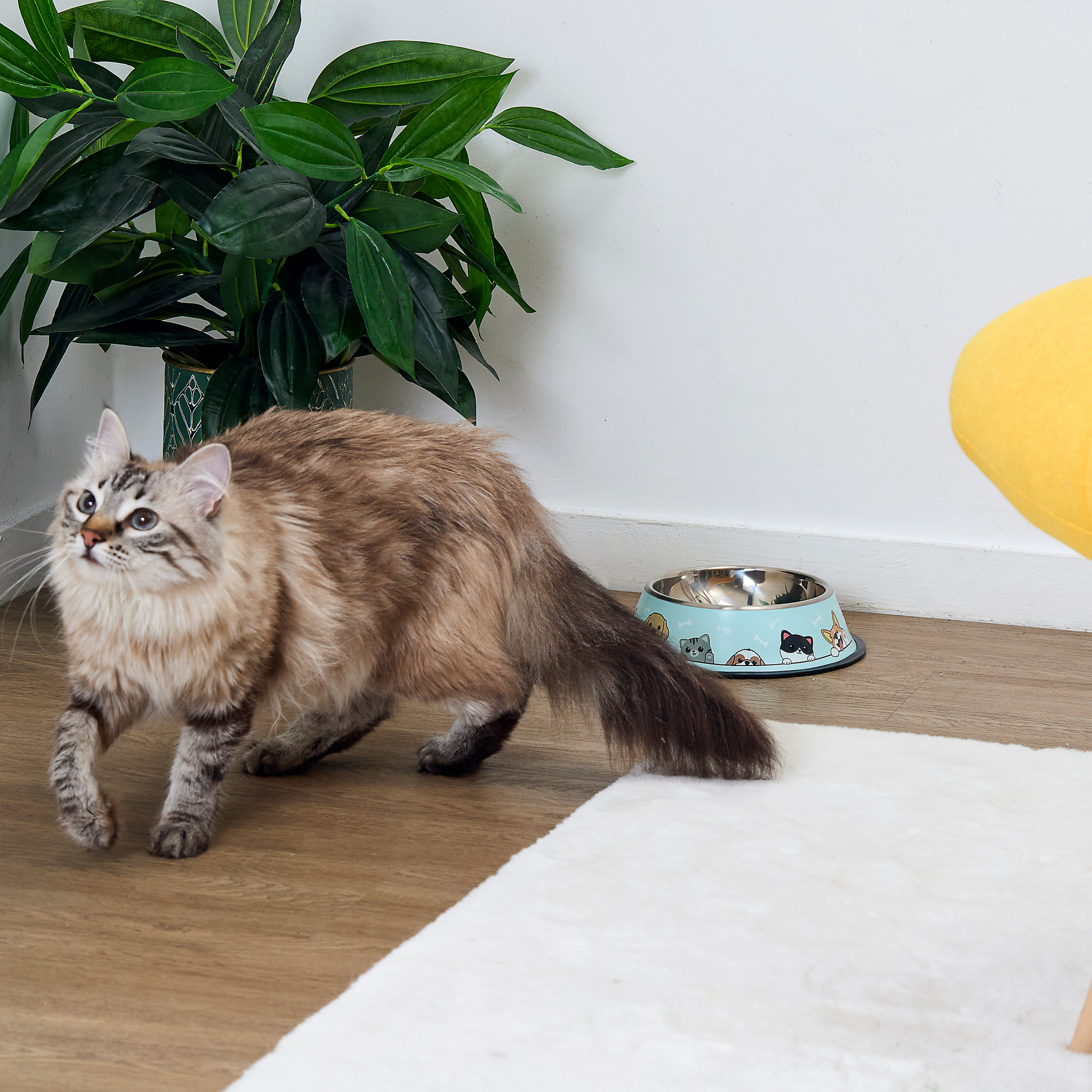 Gamelle Anti Derapante