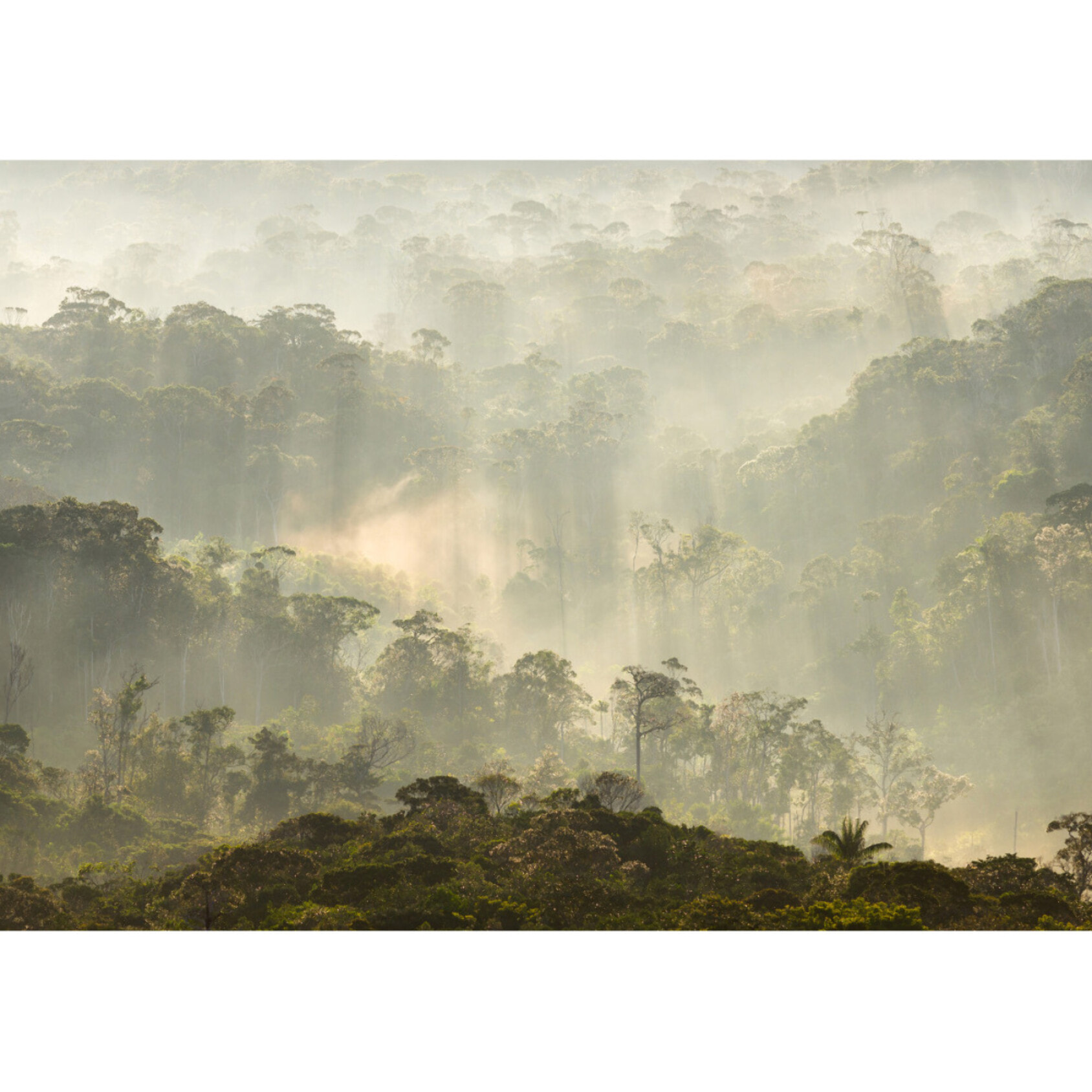 Papier peint panoramique Misty Forest -