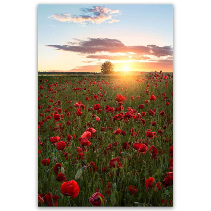 Tableau champs de coquelicots Suede en fleurs Tableau alu Dibond