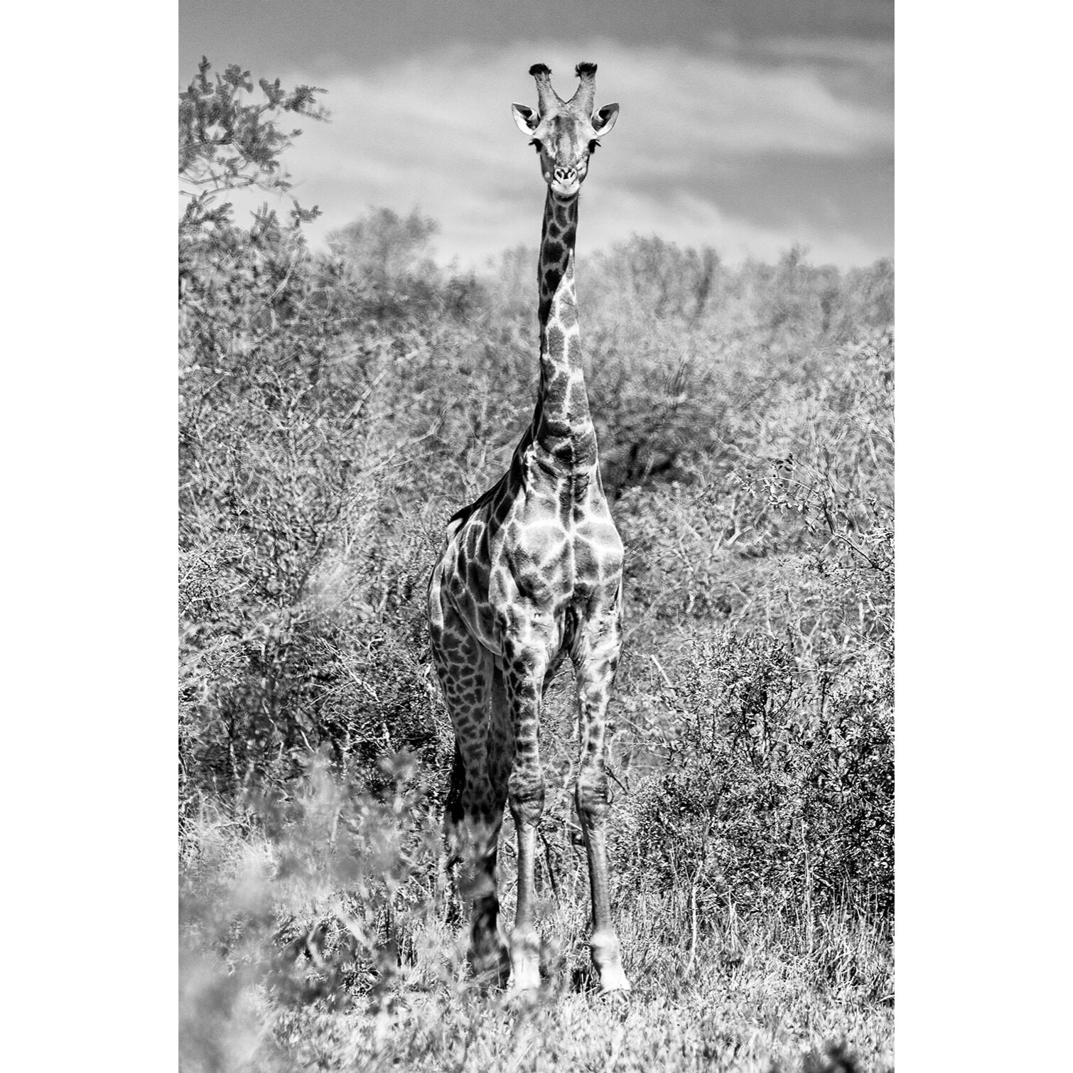 Tableau animaux girafe en instantanée  Tableau alu Dibond