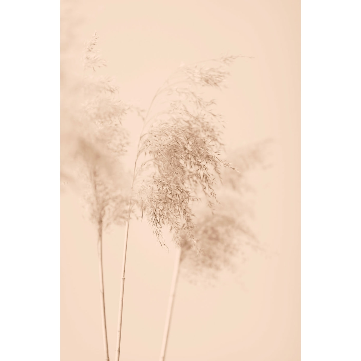 Tableau des champs sauvages Tableau plexiglas