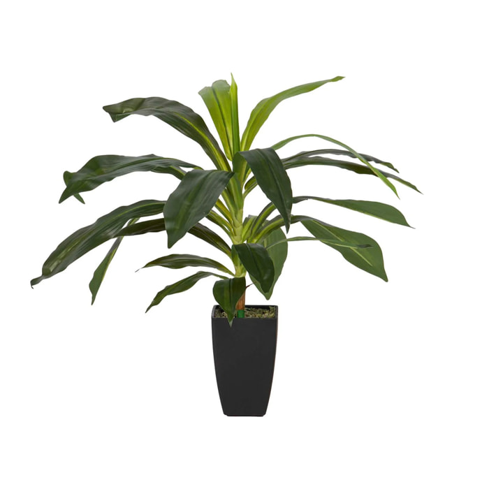 Planta Dracaena Fragrans Con Maceta 55x55x55 Cm