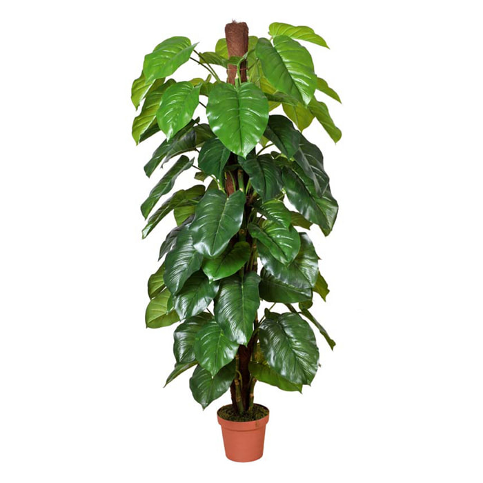 Pothos con vaso - Pezzi 1 - Colore: Verde - 90xH185x90cm - Bianchi Dino