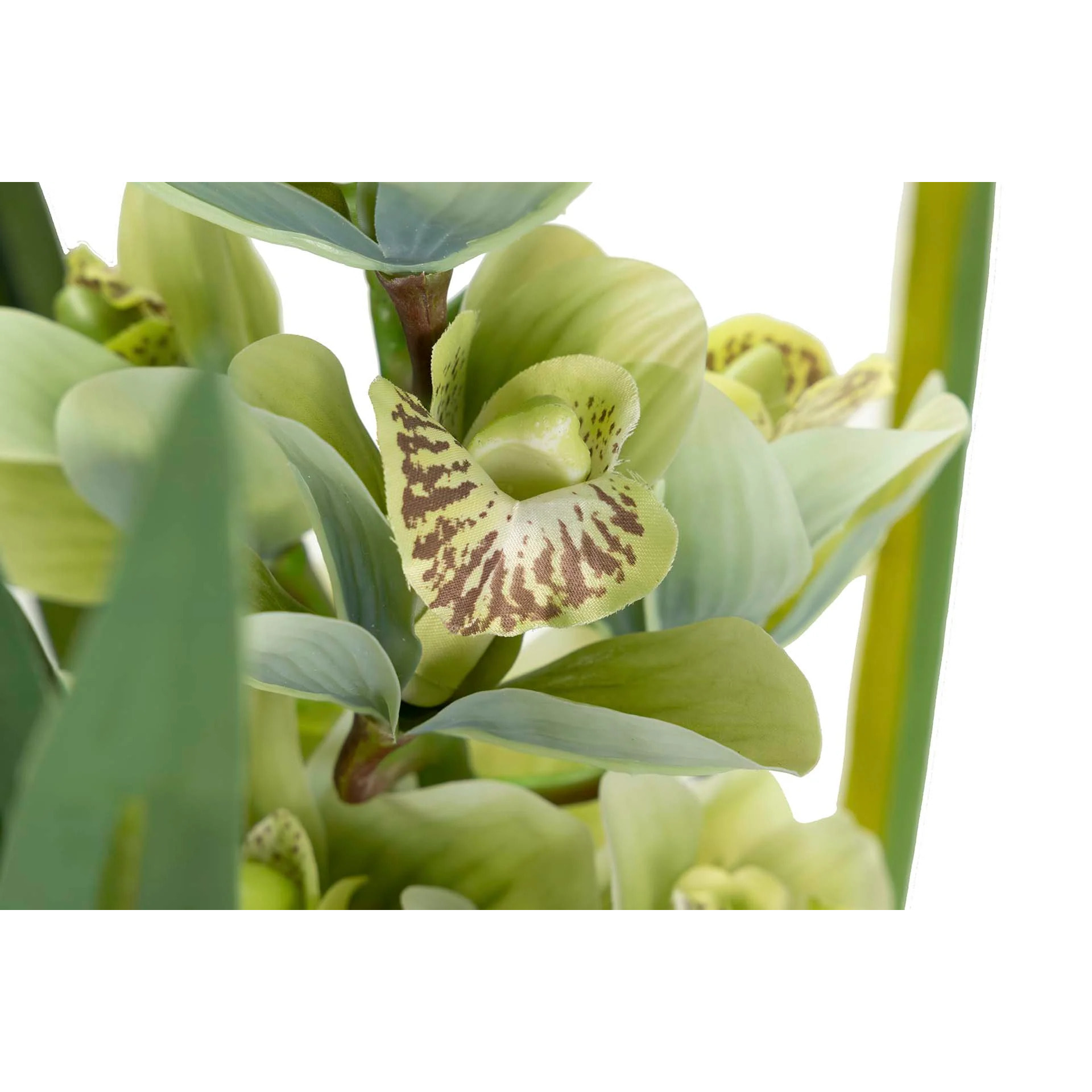 Planta Orquidea Cymbidium 70x70x110 Cm