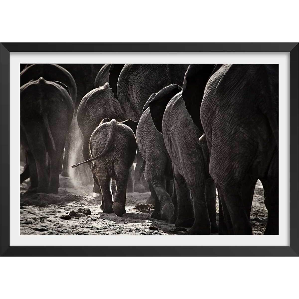 Affiche animaux cap afrique Affiche + cadre en bois - Noir