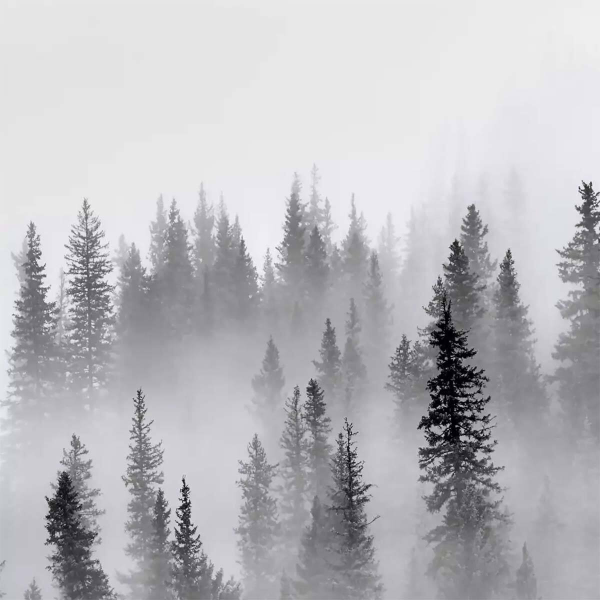 Papier peint panoramique foret dans le brouillard Intissé