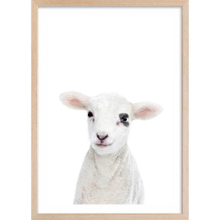 Affiche enfant bébé agneau  Affiche + cadre en bois - Chêne