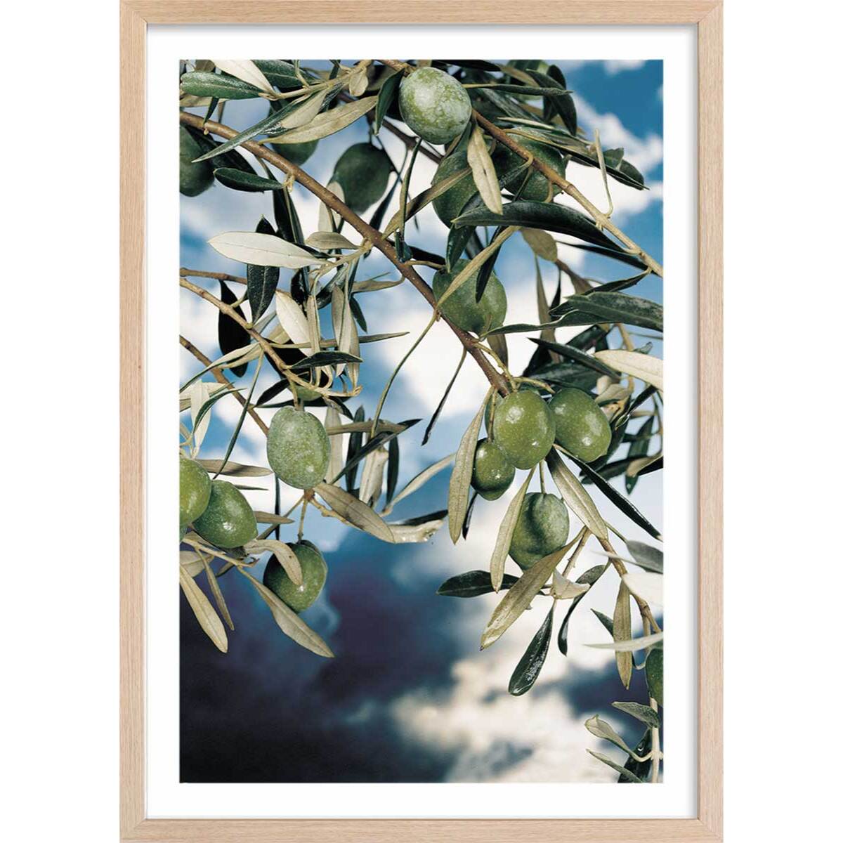 Poster kalamata, olivier grec Affiche + cadre en bois - Chêne