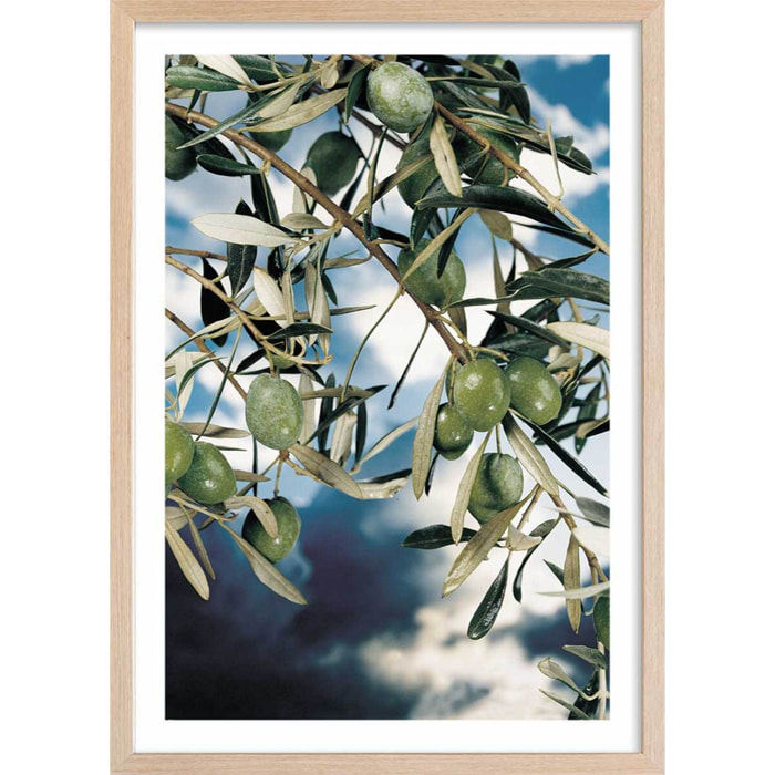 Poster kalamata, olivier grec Affiche + cadre en bois - Chêne